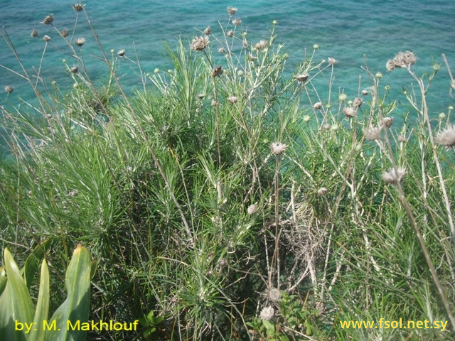 Ptilostemon chamaepeuce (L.) Less